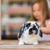  Best small pets for children