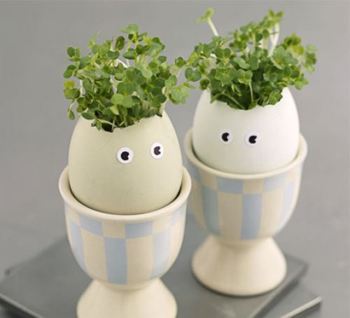 3 Egg Cress Heads