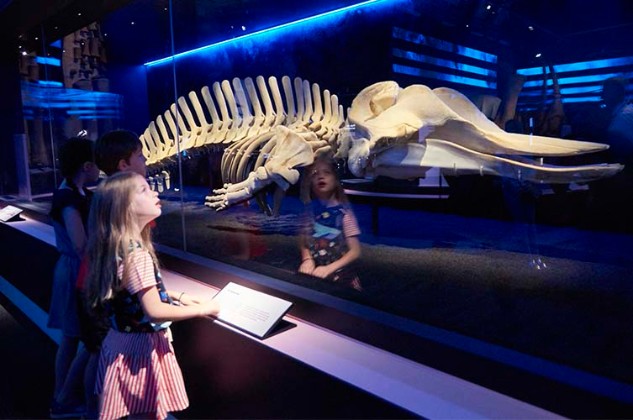 http://www.nhm.ac.uk/content/dam/nhmwww/visit/Exhibitions/Whales/carousel-images/thames-whale-in-situ-two-column.jpg