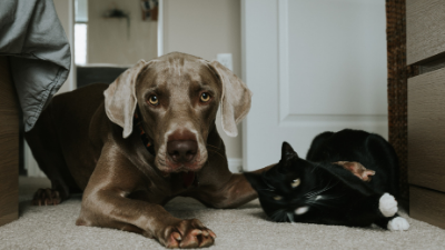 Cat and dog