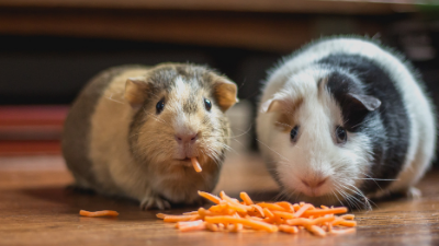 Guinea Pig